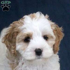 Evelyn, Cockapoo Puppy