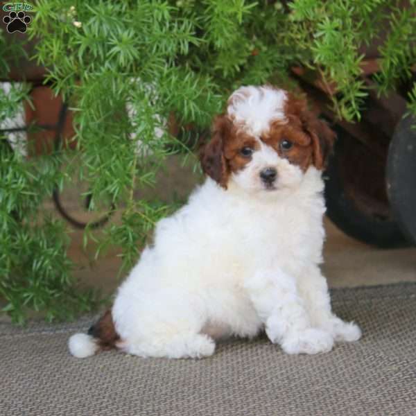 Evie, Miniature Poodle Puppy