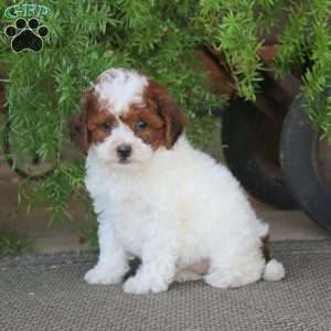 Evie, Miniature Poodle Puppy