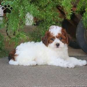 Evie, Miniature Poodle Puppy