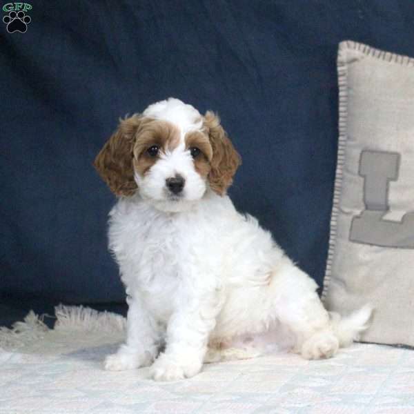 Ezra, Cockapoo Puppy