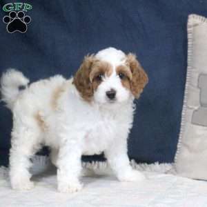 Ezra, Cockapoo Puppy