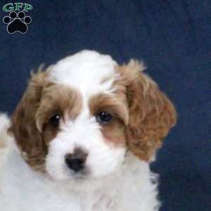 Ezra, Cockapoo Puppy