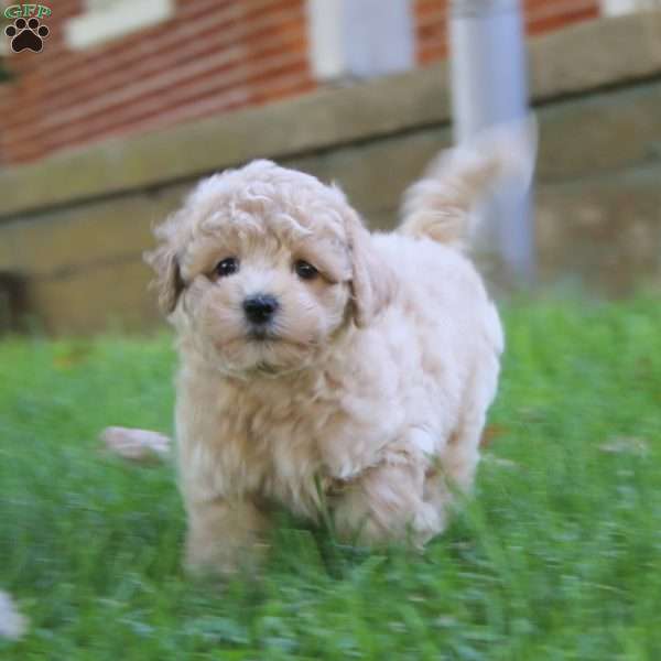 Ezra, Bich-Poo Puppy