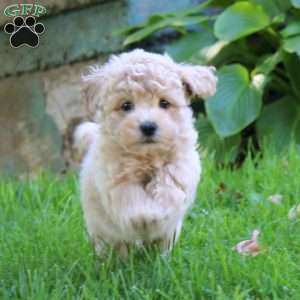 Ezra, Bich-Poo Puppy