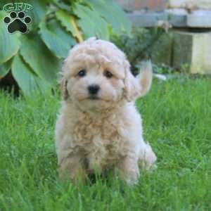 Ezra, Bich-Poo Puppy