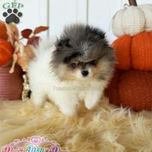 Little Jupiter, Pomeranian Puppy
