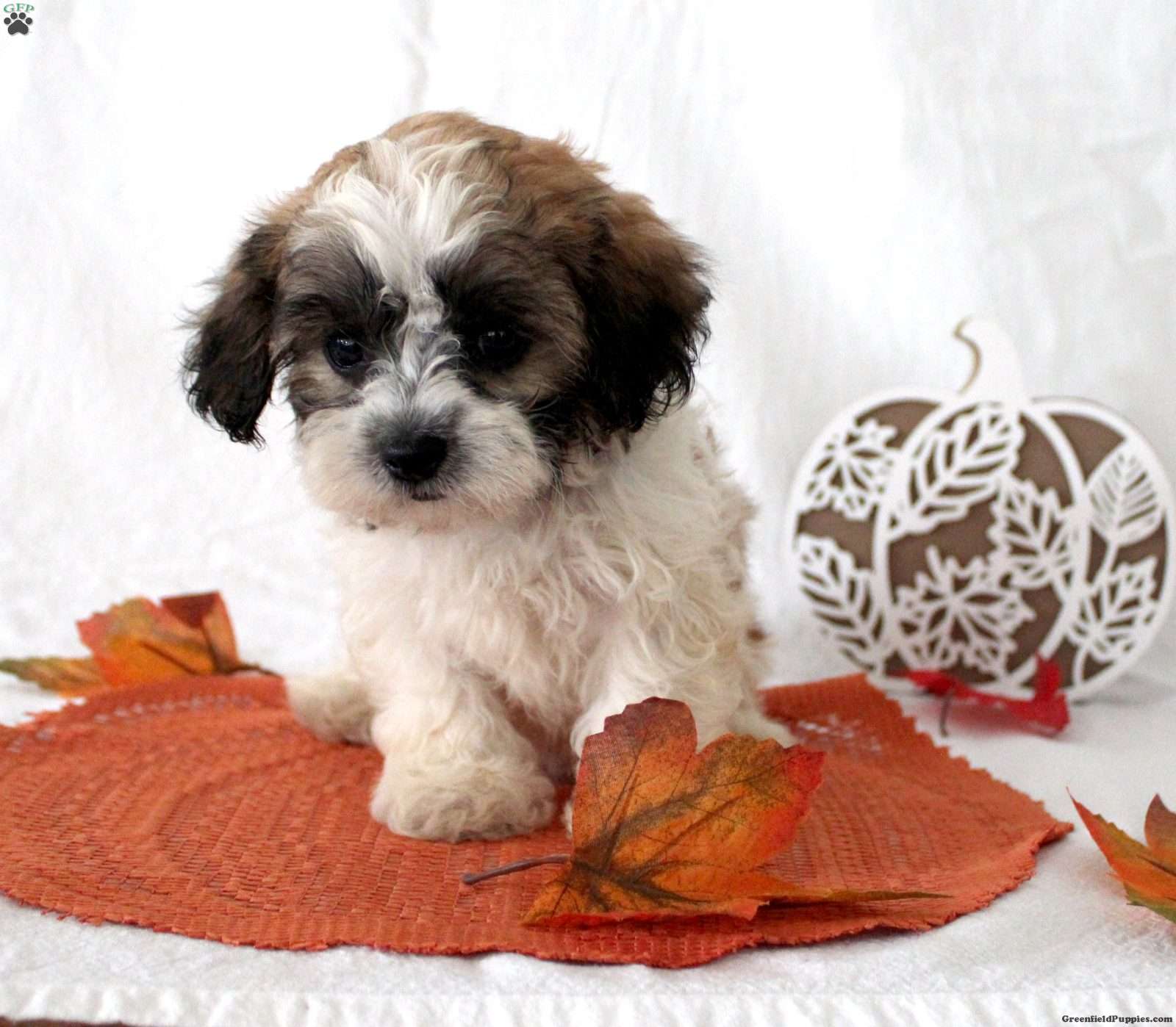 Faith (Teddy Bear, Female) in Farmville, VA