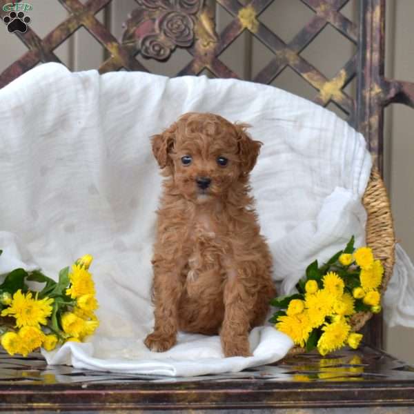 Faith, Toy Poodle Puppy