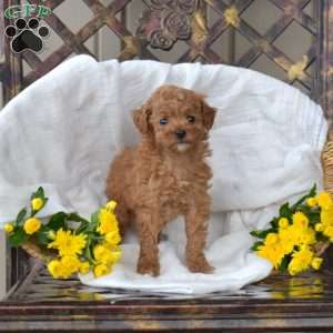 Faith, Toy Poodle Puppy