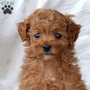 Faith, Toy Poodle Puppy
