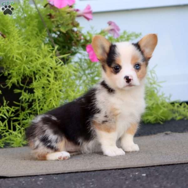Faith, Welsh Corgi Mix Puppy