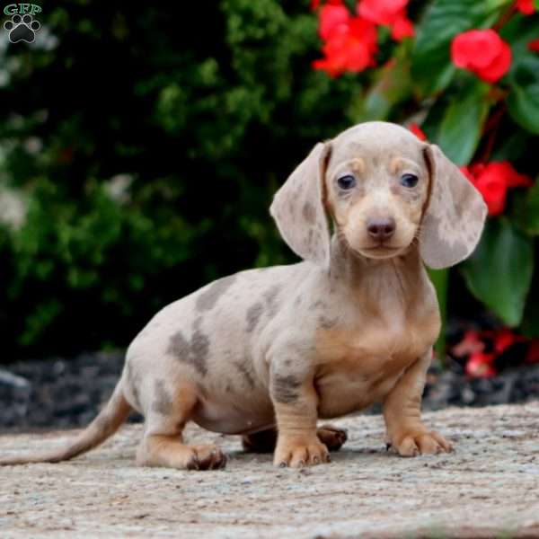 Faith-Mini, Dachshund Puppy