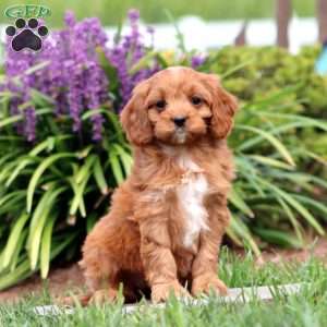 Faith, Cavapoo Puppy