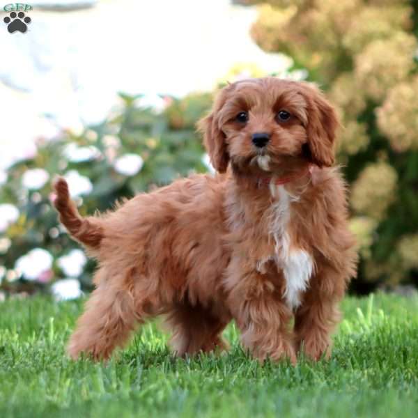 Faith, Cavapoo Puppy