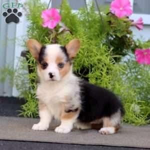 Faith, Welsh Corgi Mix Puppy