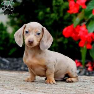 Faith-Mini, Dachshund Puppy