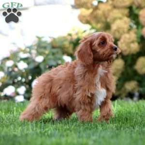 Faith, Cavapoo Puppy