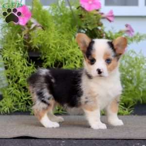 Faith, Welsh Corgi Mix Puppy