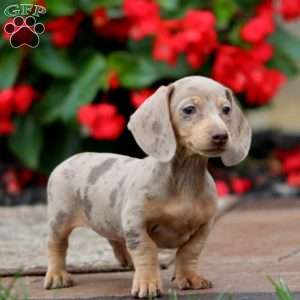 Faith-Mini, Dachshund Puppy