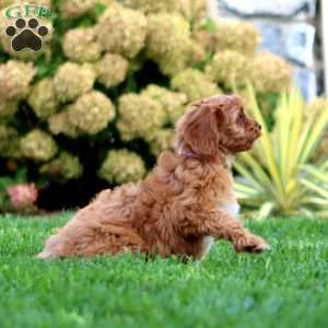 Faith, Cavapoo Puppy