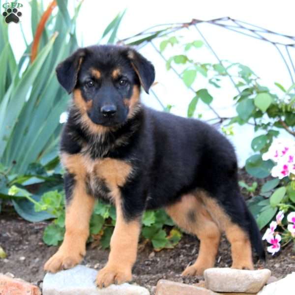 Fancy, German Shepherd Puppy
