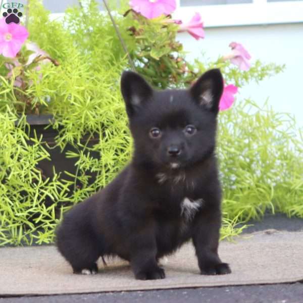 Fancy, Pomeranian Mix Puppy