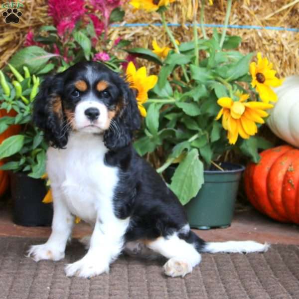 Fancy, Cockalier Puppy