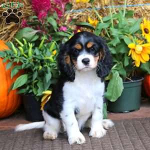 Fancy, Cockalier Puppy