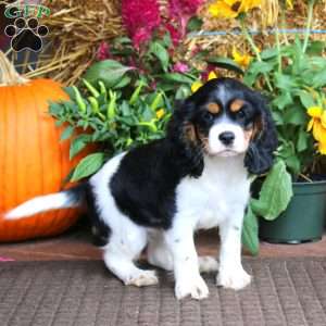 Fancy, Cockalier Puppy