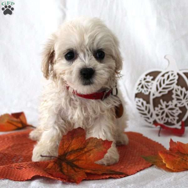 Fay, Teddy Bear Puppy