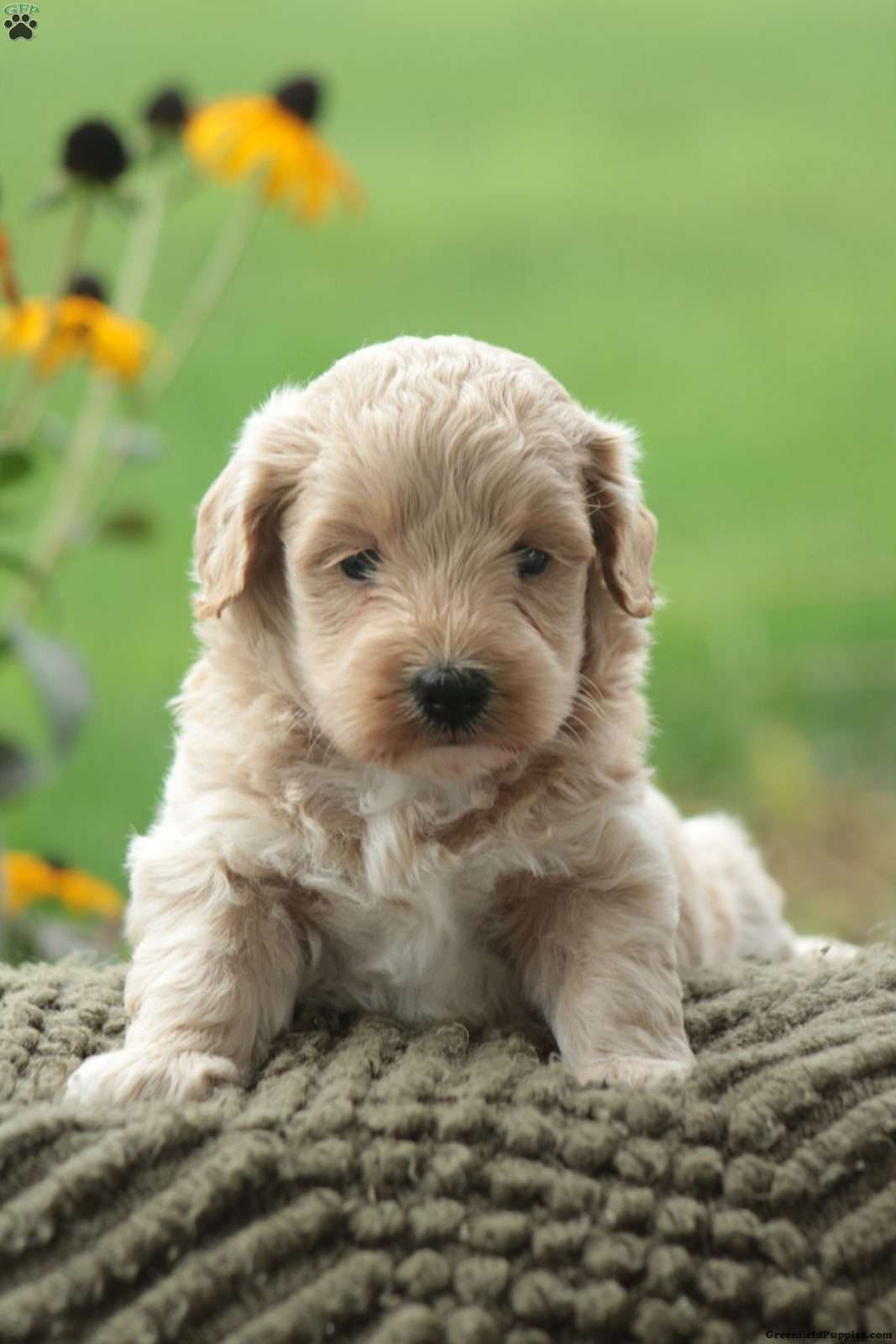 Felix, Maltipoo