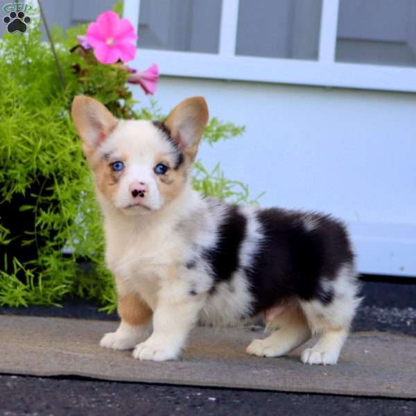Felix, Welsh Corgi Mix Puppy
