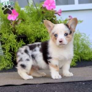Felix, Welsh Corgi Mix Puppy