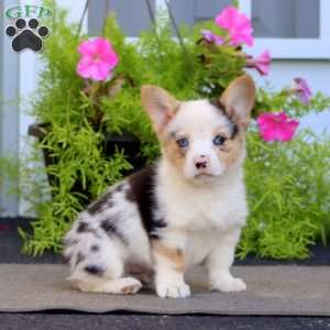 Felix, Welsh Corgi Mix Puppy