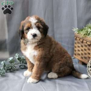 Fern, Bernedoodle Puppy