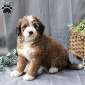 Fern, Bernedoodle Puppy