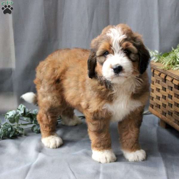 Fern, Bernedoodle Puppy