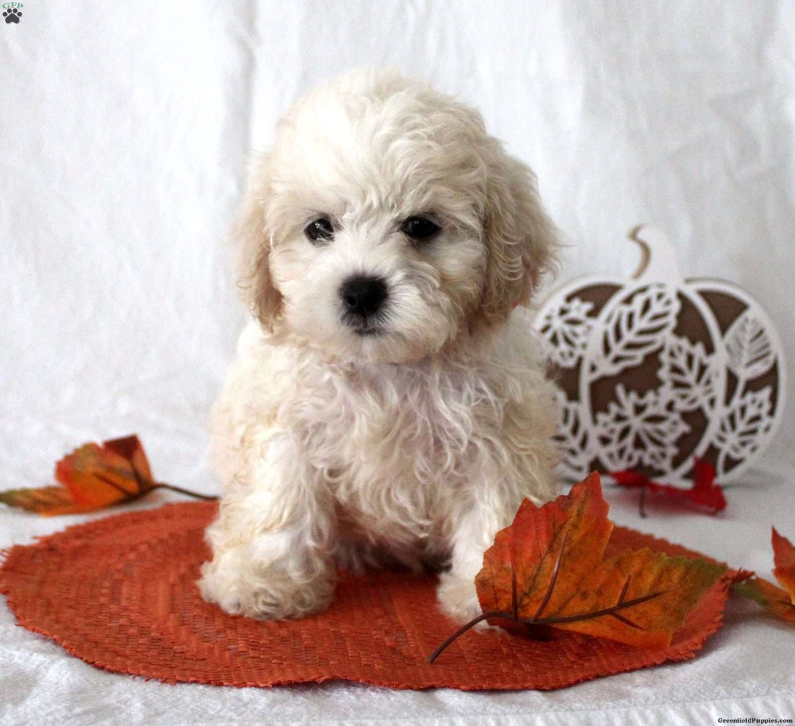 Fern (Teddy Bear, Female) in Farmville, VA