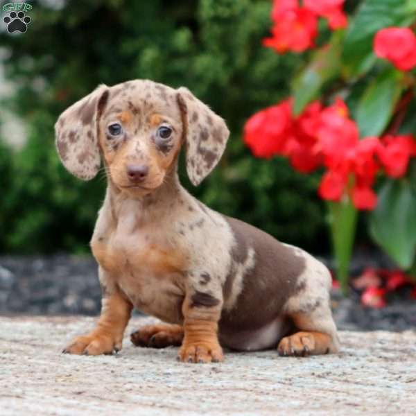Fern-Mini, Dachshund Puppy