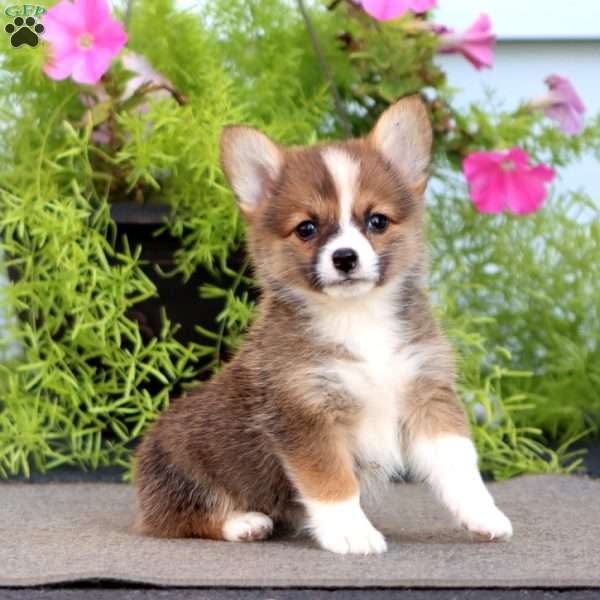 Fern, Welsh Corgi Mix Puppy