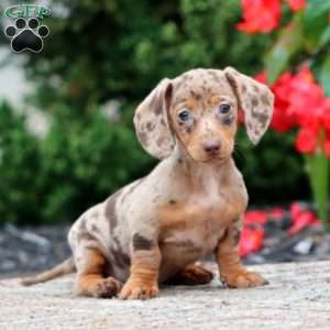 Fern-Mini, Dachshund Puppy