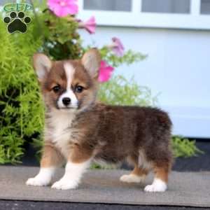 Fern, Welsh Corgi Mix Puppy