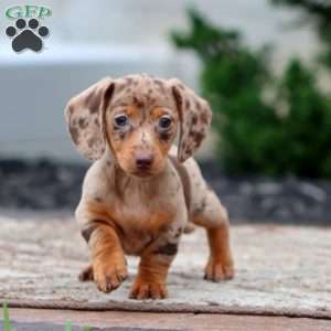 Fern-Mini, Dachshund Puppy