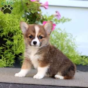 Fern, Welsh Corgi Mix Puppy