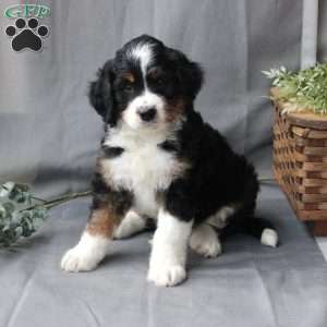Felix, Bernedoodle Puppy