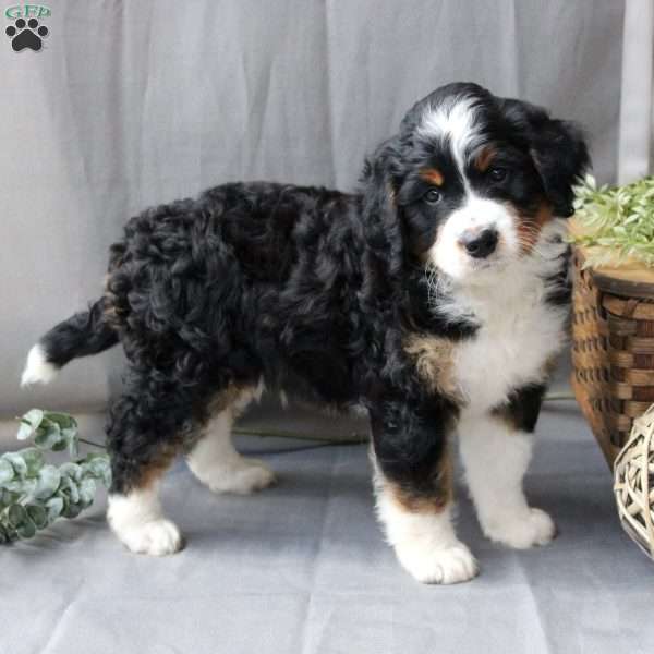 Felix, Bernedoodle Puppy