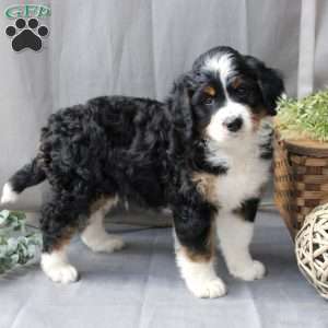 Felix, Bernedoodle Puppy