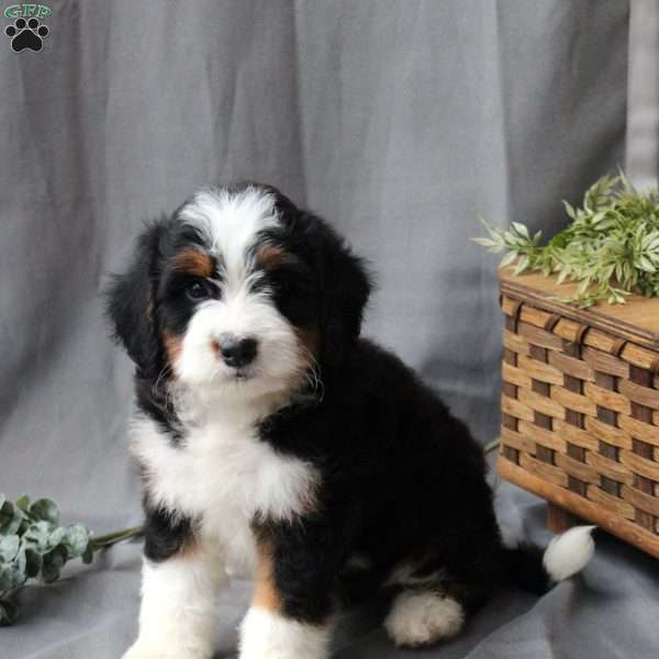 Finn, Bernedoodle Puppy