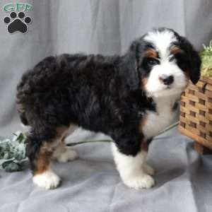 Finn, Bernedoodle Puppy